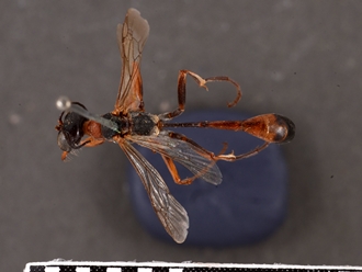 images/Ammophila_laticeps_SAM_HYM_A009713_type_ female_dorsal_330.jpg